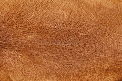 Cow S Fur Texture Of A Brown Cow Stock Image Image Of Brown Texture