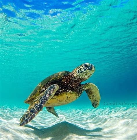Honu Hawaii Sea Life Pinterest