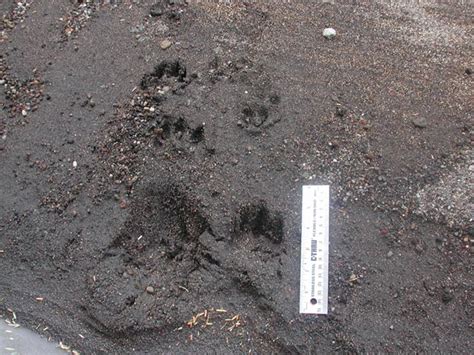 River Otter Tracks Lontra Canadensis