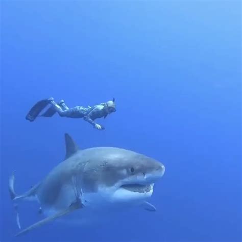 Hawaii Diver Ocean Ramsey Swims With Record Breaking Largest Great
