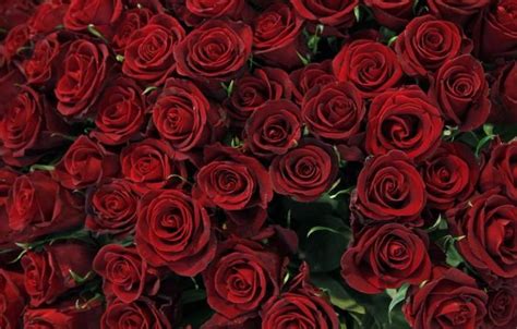 The brand has been offering premium quality tissue to consumers since its inception in 1982. Bangalore airport marks 325 tonnes of rose export in ...