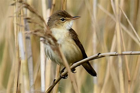Reed Warbler By Fausto Riccioni Birdguides