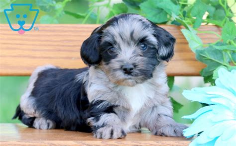 Merle Shihpoo Puppy For Sale Keystone Puppies