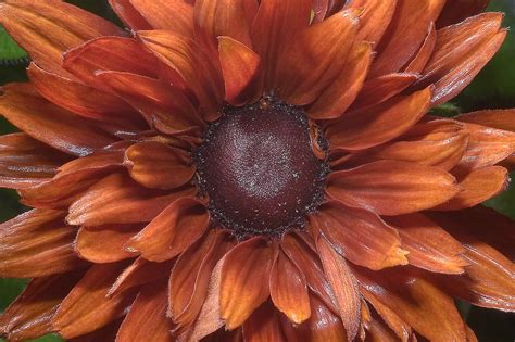 Brown Flowers Wallpapers High Quality Download Free