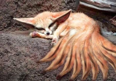 Real Life Nine Tailed Fox Demon P Sleepy Time Xd Kitsune Fox Anime