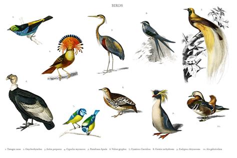 Different Types Of Birds Psd High Quality Animal Stock Photos ~ Creative Market