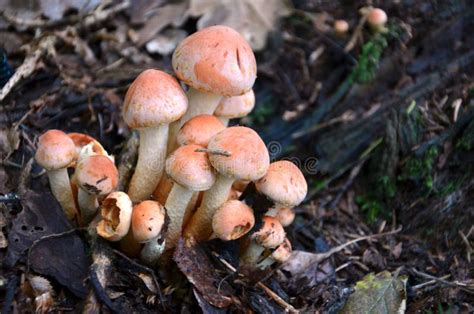 Orange Mushrooms In Forest Stock Image Image Of Closeup 36492133