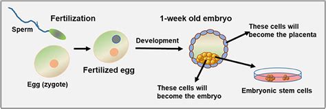What Are Embryonic Stem Cells And How Can They Help Us · Frontiers For
