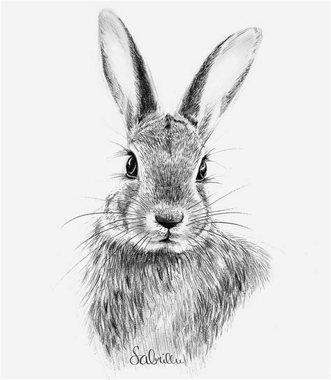 Easy Bunny Drawing Hare Drawing Rabbit Drawing Painting And Drawing