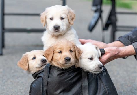Each one of these adorable golden retriever puppies has great personalities and our easily trained. 13 photos of the eleven Golden Retriever puppies up for ...