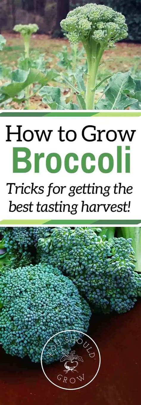 If Youve Had Trouble Growing Broccoli Before Read These Tips For
