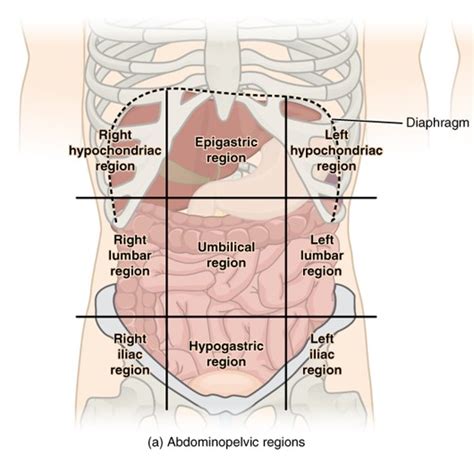 Abdominal Organ Anatomy Quadrants Four Abdominal Quadrants And Nine