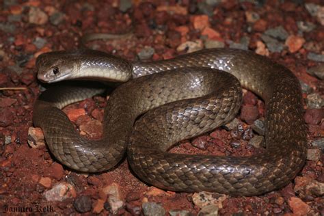 Western Brown Snake Pseudonaja Mengdeni Jannico Kelk Flickr