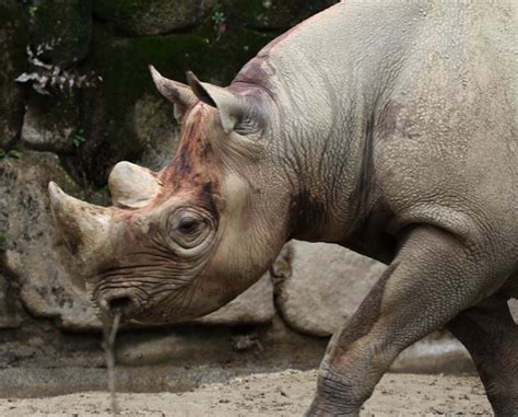 The site owner hides the web page description. 上野動物園ー7 by nekocyan （ID：6593201） - 写真共有サイト:PHOTOHITO