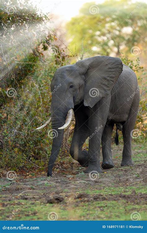 African Bush Elephant Loxodonta Africana Also Known As The African