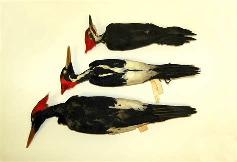 Mystery Birds Imperial Woodpecker Campephilus Imperialis Ivory