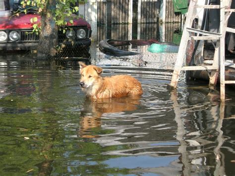 Update From The Floods In Thailand Quaker Animals Uk