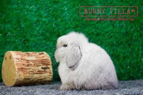 รหัสจอง pg010 กระต่ายฮอลแลนด์ลอป (holland lop / hl)แท้ เพศผู้ สีขาวแต้มส้ม โบรคเค่น. Bunnyvilla ฟาร์กระต่าย Holland Lop - ฟาร์มกระต่ายฮอลแลนด์ ...