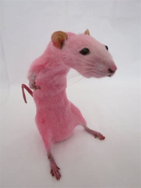 Bubblegum Pastel Pink Rat Taxidermy Scary Not Scary Freestanding Dyed Medium Large
