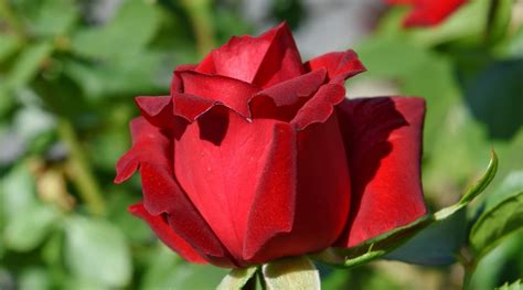 Free Picture Gardening Red Roses Rose Bud Nature Flower Blossom