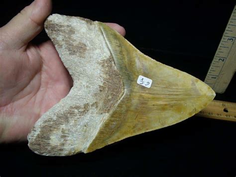 Large Fossil Megalodon Shark Tooth 101122p The Stones And Bones