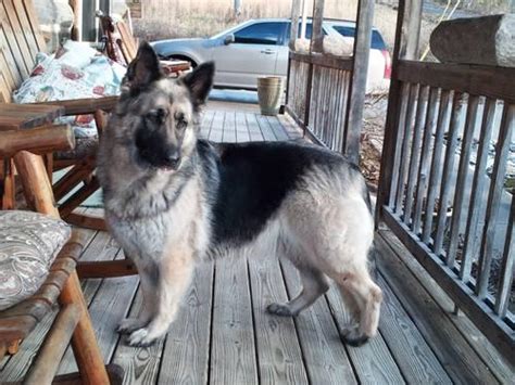 United states (us) fetched by : German Shepherd Puppies For Sale in KY for Sale in Barrier ...