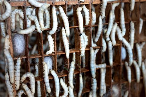 Tray With Growing Bombyx Mori Worms In Farm · Free Stock Photo