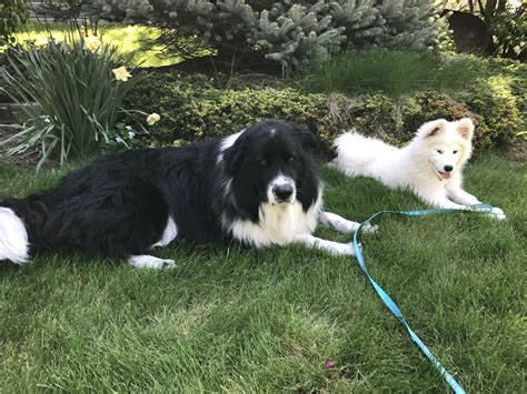 Samoyed Puppy Bonnie And Boo Samoyed Border Collie Mix Samoyed Puppy