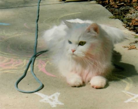 Visit shelter website aii phcr cats are iocated in foster homes in the san. Persian cat rescue wisconsin : Biological Science Picture ...