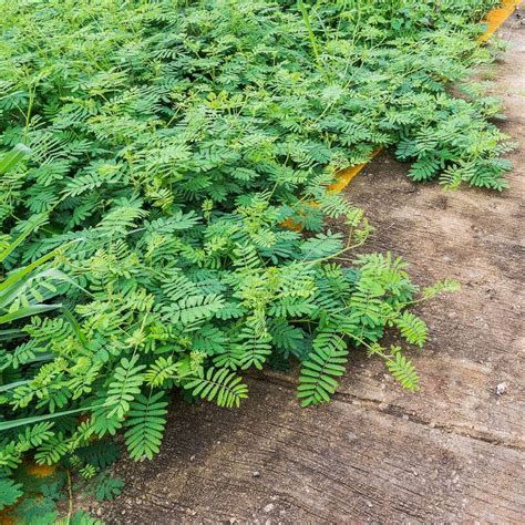 A Especie Tropical Mimosa Pudica Conhecida Como Planta Sensitiva