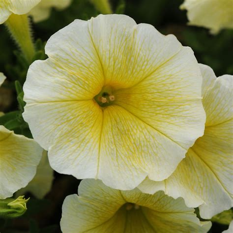 Easy Wave Yellow Petunia Spreading Flower Seeds