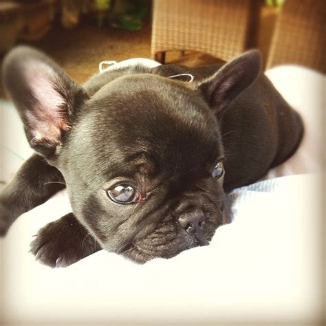 Документы ркф / documents fci. Blue French Bulldog Hypoallergenic | French Bulldog