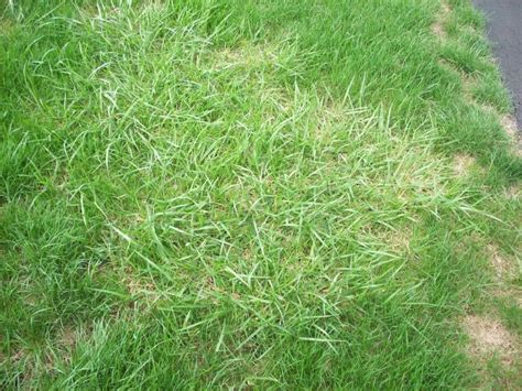 Bentgrass Or Quack Grasstenacity Or Dimension Lawnsite