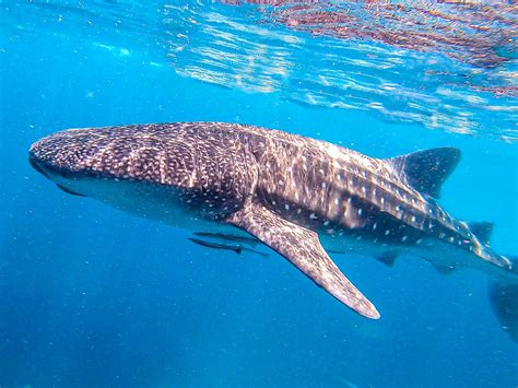 Swimming With Whale Sharks In The Philippines Your Full Guide 2023