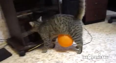 Cat Learns Lesson In Static Electricity Rtm