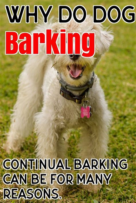 What in the world is that suppose to mean? Why Dogs Barking? | Dog barking, Dogs, Dog meet