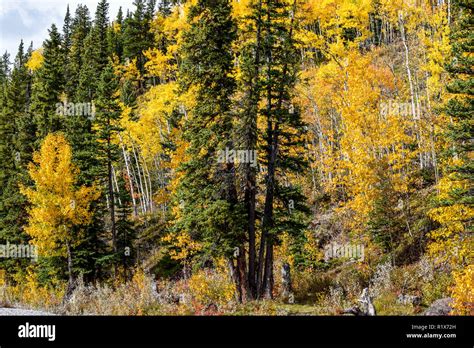Fall Colours On The Trail In The Foothills Of Alberta Stock Photo Alamy