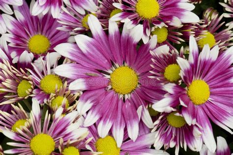 Purple Yellow And White Daisy Stock Image Image Of Gardens