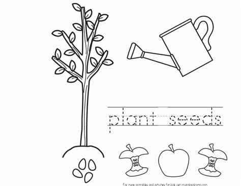 Make a flower craft (also can be used as a bible lesson.) using a free flower printable and basic craft supplies, children can learn about how god knows what they need and cares for them. Seed Germination Coloring Page Sketch Coloring Page