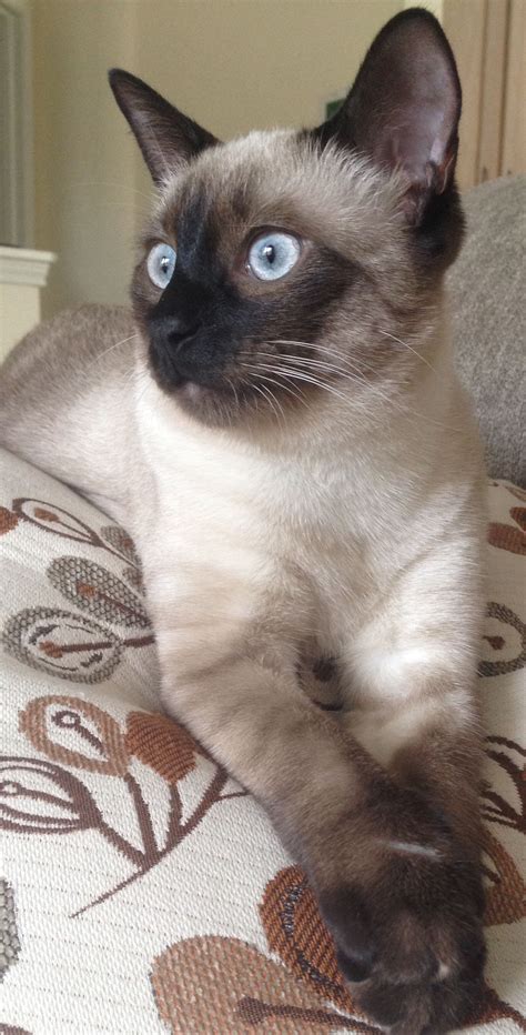 Russian Blue Balinese Cat Hypoallergenic Cats Pets And Animal Galleries
