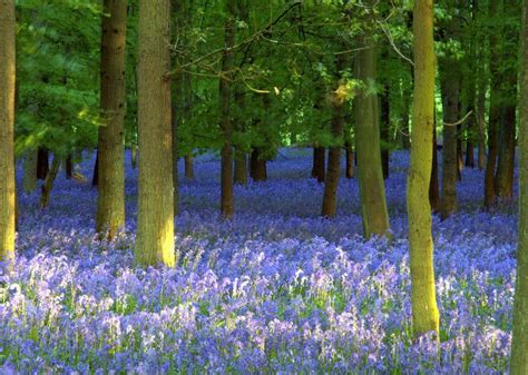 Bluebells Ashridge Forest England Beautiful Forest Nature Photos