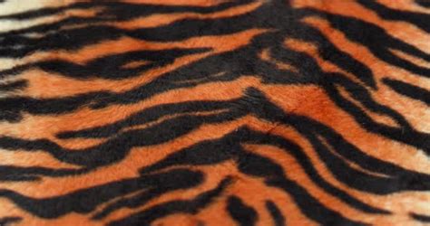 Tiger Fur Fabric Closeup Stock Footage VideoHive