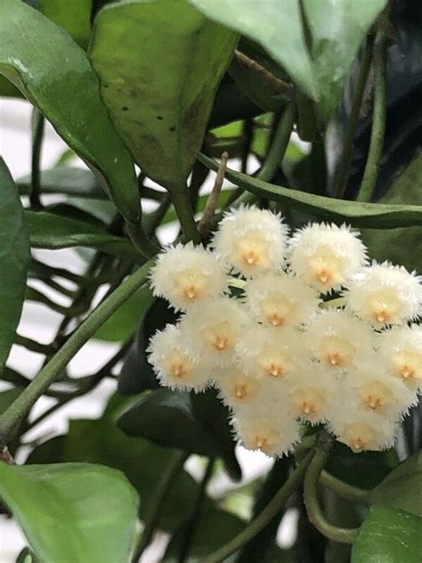 Hoya Lacunosa Blooming Hanging Baksets Rare Succulents Mothers Day