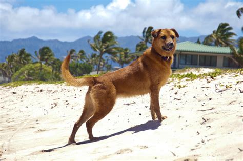 70 Hawaiian Dog Names Pethelpful