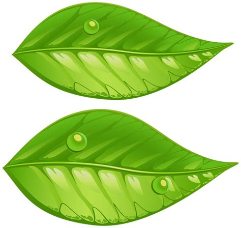 Here you can explore hq leafs transparent illustrations, icons and clipart with filter setting like size polish your personal project or design with these leafs transparent png images, make it even more. Green Leaves PNG Transparent Clip Art Image | Gallery ...