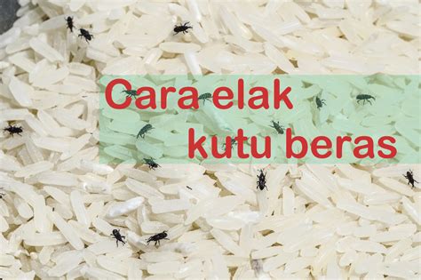 Mencegah dan mengusir kutu beras sangatlah mudah tanpa perlu bahan kimia. Cara Elak Kutu Beras Menyerang - Nieyl's Life Story