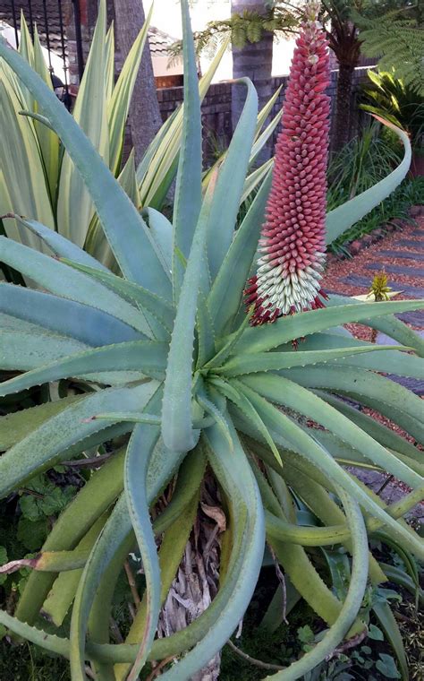In july, the pointy buds of the san pedro cactus produce beautiful whitish flowers which open at if you grow this cactus in a container, you can feed the soil a little, but not too much, because it's still a cactus. Aloe speciosa June 2017 | Cacti and succulents, Succulents ...
