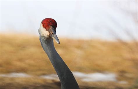 Photo Of The Week Sandhill Crane Takes A Closer Look Lireo Designs