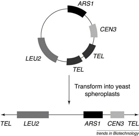 Artificial Chromosomes Ideal Vectors Trends In Biotechnology
