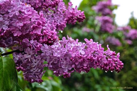 A Look At Our Lilac Season Cheese Factory Oak Lawn Lilac Seasons